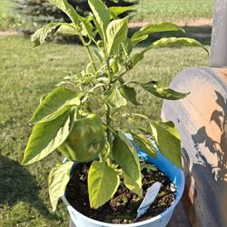 Free Smoke NYC - I grew some beautiful peppers last year.