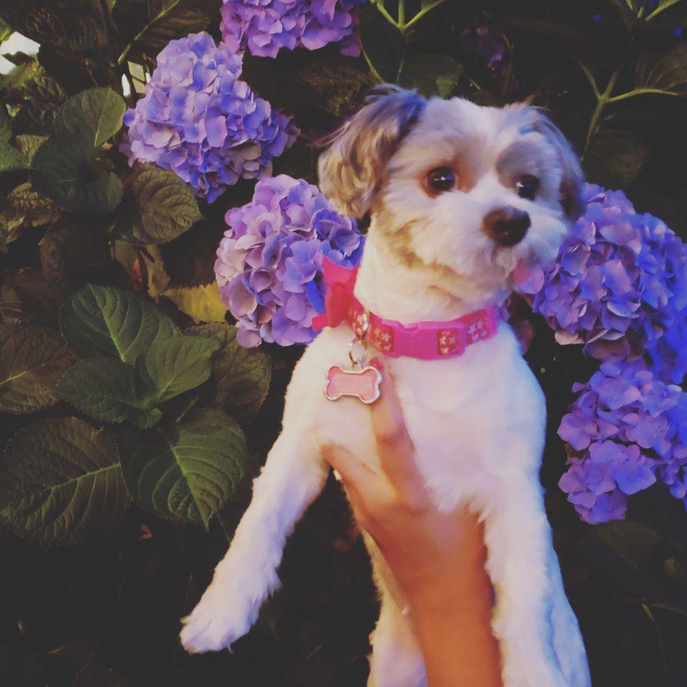 Doggy after her haircut Doggy after her haircut