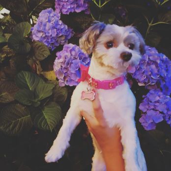 Posh Puppy - Doggy after her haircut - Pet Groomers Near Me - Burien, Washington