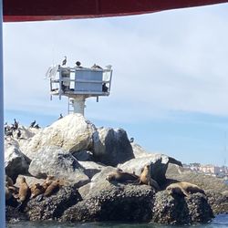 Little Mermaid Glass Bottom Boat - Breakwater