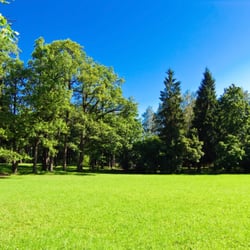 Arborist Pros of Rochester