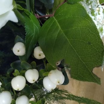 Floranthropist - Chewed leaf - Florists Near Me - Redding, California Floranthropist - Chewed leaf - Florists Near Me - Redding, California