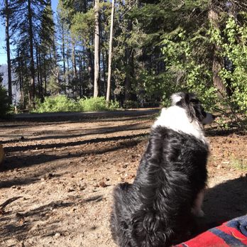 Deer Creek Campground - Sitting guard at Deer Creek - Campgrounds Near Me - Lakeshore, California