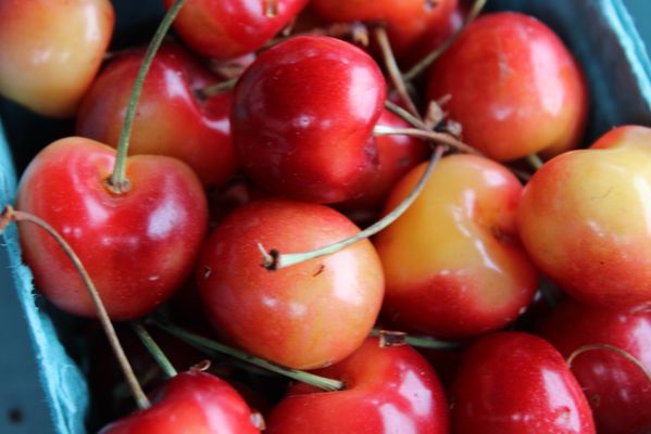 Larsen Lake Blueberry Farm by null