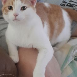 Almost a week after we got Steven our cat ,from the shelter.  We love him and he is part of the family.
