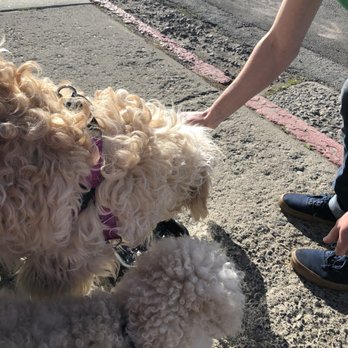 Beefy's - Our sweetheart of a waiter, Tim, watering my POODLE & DOODLE! - Diners Near Me - Reno, Nevada