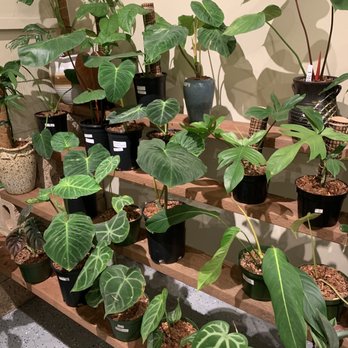 MiMi Nursery - Nurseries & Gardening Near Me - Garden Grove, California MiMi Nursery - Nurseries & Gardening Near Me - Garden Grove, California