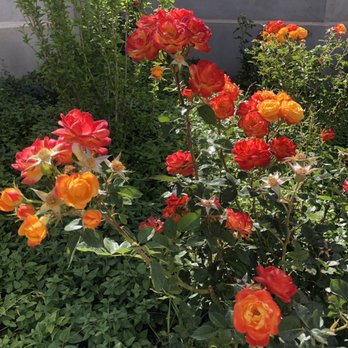 Turquoise Museum - Beautiful flowers outside! - Museums Near Me - Albuquerque, New Mexico