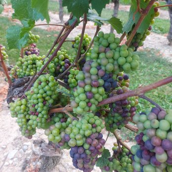 Jackson-Triggs Winery - Wineries Near Me - Niagara On the Lake, Ontario Jackson-Triggs Winery - Wineries Near Me - Niagara On the Lake, Ontario