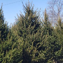 Dreamscapes Nurseries - ...more trees