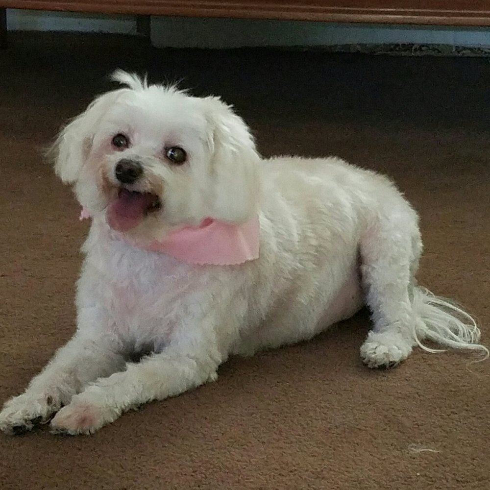 We Groom Pets - This is Cristina... - Pet Groomers Near Me - Downey, California We Groom Pets - This is Cristina... - Pet Groomers Near Me - Downey, California