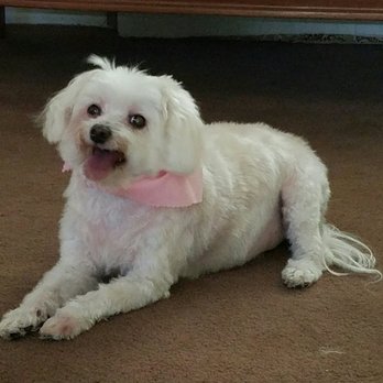 We Groom Pets - This is Cristina... - Pet Groomers Near Me - Downey, California We Groom Pets - This is Cristina... - Pet Groomers Near Me - Downey, California