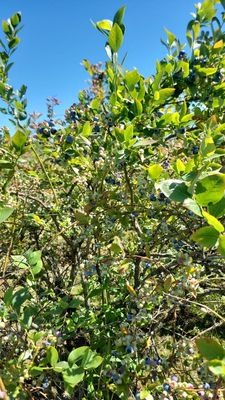 Larsen Lake Blueberry Farm by null