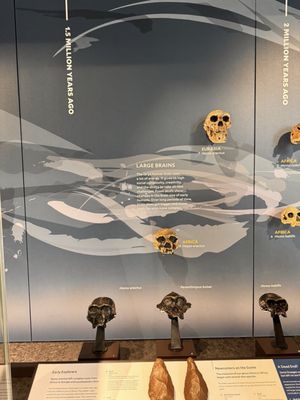 Yale Peabody Museum by null