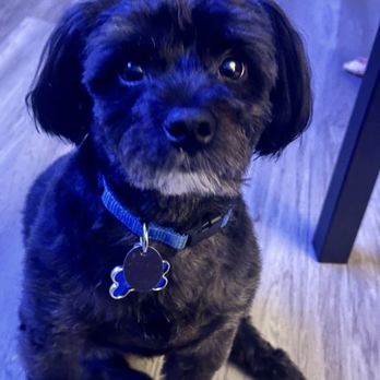 R & D Puppies - We got Cody two years ago from this breeder! Very nice lady as well. - Pet Breeders Near Me R & D Puppies - We got Cody two years ago from this breeder! Very nice lady as well. - Pet Breeders Near Me