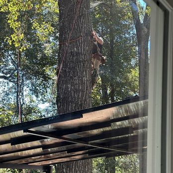 Guaranteed Tree Service - Over deck - Tree Services Near Me - Covington, Georgia