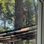Photo of Guaranteed Tree Service