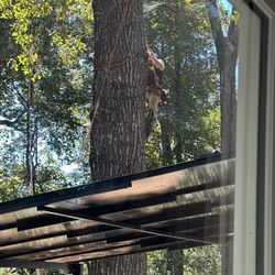 Guaranteed Tree Service - Over deck