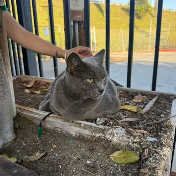 Selva Coffee House - cat - Coffee Roasteries Near Me - San Diego, California