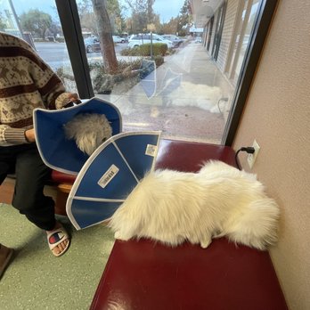 Calaveras Veterinary Clinic - Veterinarians Near Me - Milpitas, California Calaveras Veterinary Clinic - Veterinarians Near Me - Milpitas, California