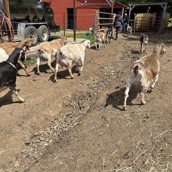 Stepladder Ranch & Creamery - Mama goats - Ranches Near Me - Cambria, California Stepladder Ranch & Creamery - Mama goats - Ranches Near Me - Cambria, California