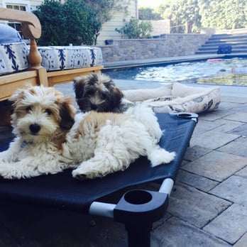K-Nine Solutions Dog Training - This is our puppies in "place"! - Pet Training Near Me - Santa Barbara, California