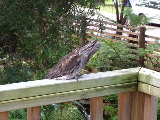 Discovery Parks - Lane Cove by null