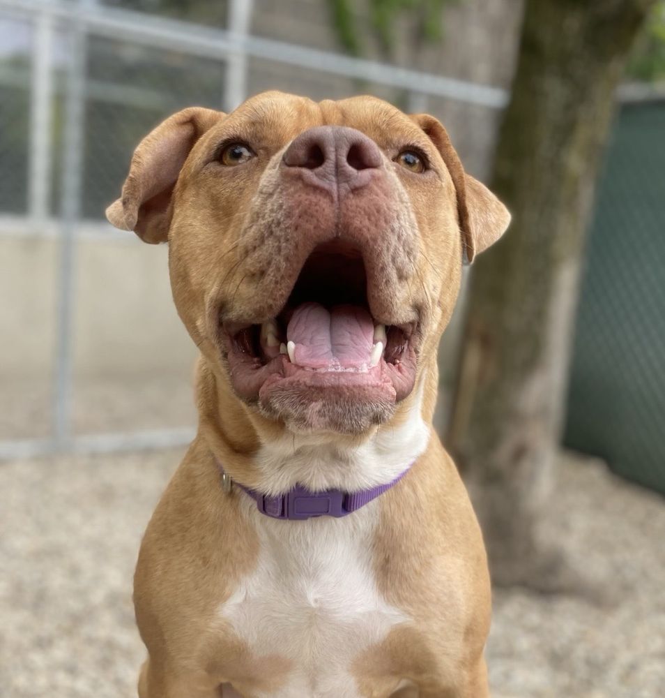 Stay Dog Hotel - pet boarding facility in Chicago, IL