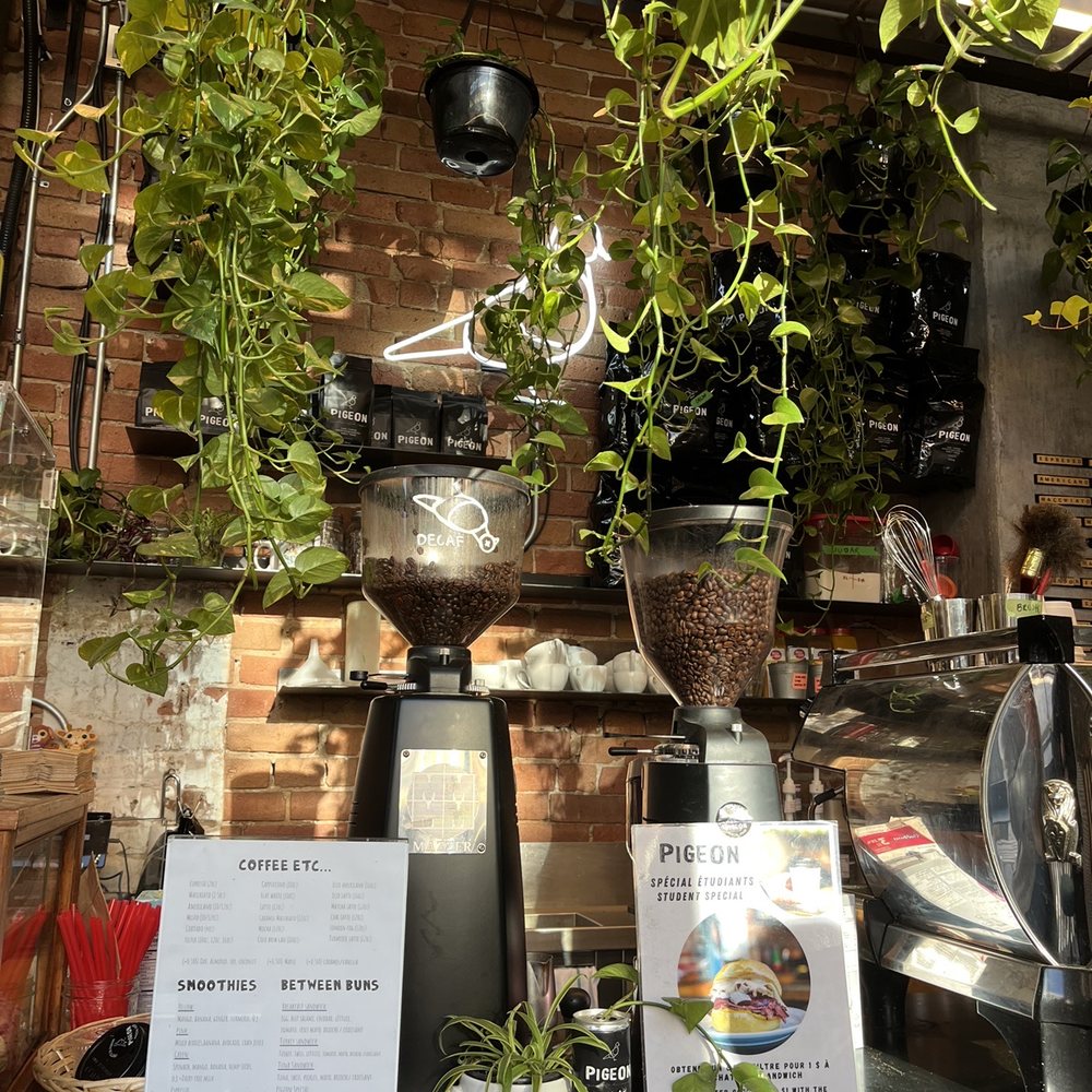 Pigeon - a coffee shop with plants hanging from the ceiling - Coffee & Tea Near Me - Montreal, Quebec Pigeon - a coffee shop with plants hanging from the ceiling - Coffee & Tea Near Me - Montreal, Quebec