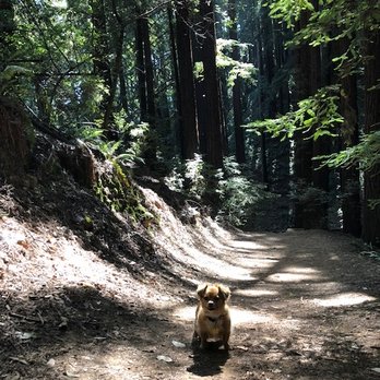 Jasmine Wilson - We went on a pet friendly trail and I brought my pup with me. - Nutritionists Near Me