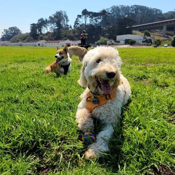 Citizen Hound - Dog Walkers Near Me - San Francisco, California Citizen Hound - Dog Walkers Near Me - San Francisco, California