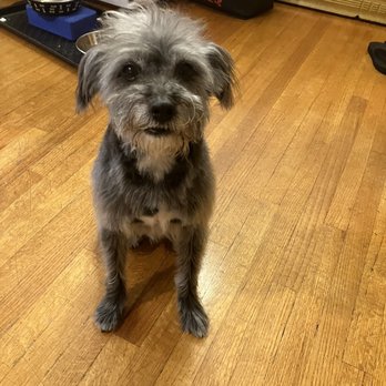 Dazzling Pup - Charlie - Pet Groomers Near Me - San Gabriel, California