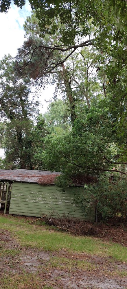 Cat Tree Services - tree service in Savannah, GA