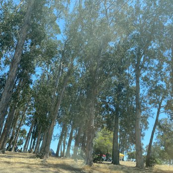 Coyote Point Recreation Area - Tall and beautiful Eucalyptus Trees. - Parks Near Me - San Mateo, California