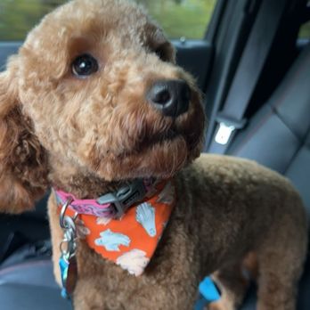 Canine To The Nines - Pet Groomers Near Me - Jackson, Michigan Canine To The Nines - Pet Groomers Near Me - Jackson, Michigan