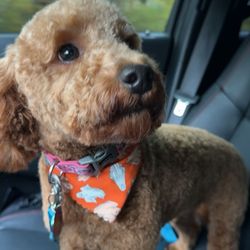 Canine To The Nines