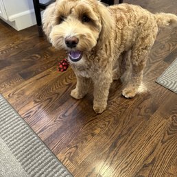 Happy puppy Happy puppy