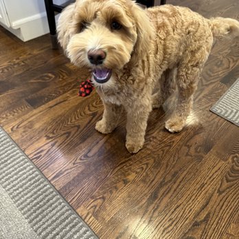Mobile Pet Grooming Spa - Happy puppy - Pet Groomers Near Me Mobile Pet Grooming Spa - Happy puppy - Pet Groomers Near Me