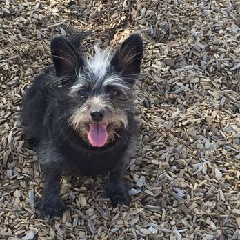 North Domingo Baca Dog Park - Dog Parks Near Me - Albuquerque, New Mexico