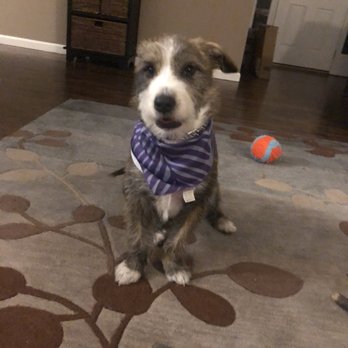 Petco - Happy boy! - Pet Stores Near Me - Fenton, Missouri Petco - Happy boy! - Pet Stores Near Me - Fenton, Missouri