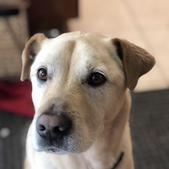 Pawtopia boarding and daycare - Pets - Pet Boarding Near Me - Naranja, Florida Pawtopia boarding and daycare - Pets - Pet Boarding Near Me - Naranja, Florida