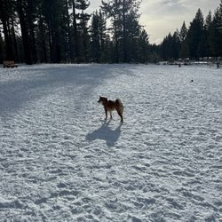 Bijou Dog Park - Katsu enjoying the snow-covered enclosed park