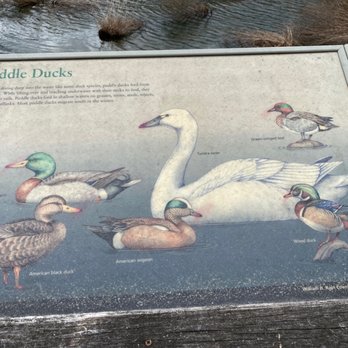Lake Redman Boardwalk - Possible birds to see - Parks Near Me - York, Pennsylvania Lake Redman Boardwalk - Possible birds to see - Parks Near Me - York, Pennsylvania