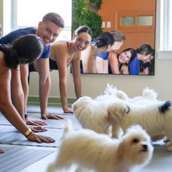 Lucky Pup Yoga - So cute!