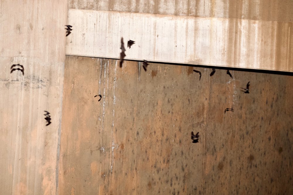 BAT CAVE 49 Photos & 33 Reviews North Of Arizona Canal West Of 40th