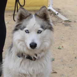 Lower Lassen K-9 Training