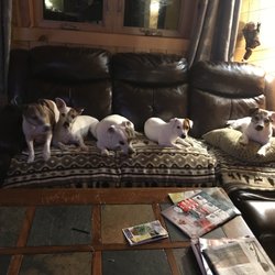 Miller Trunk Veterinary Clinic - Bella, Georgie, Louis, Freija, Jimmy Thank you Dr. Shirley and team.