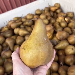 Smiley's Red Barn - Humongous Big Corinne Bosc pear