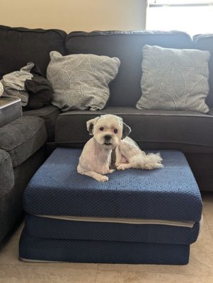 Adorable Pet Grooming Salon by null