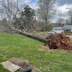 Craig Bjelland Tree Service - Oak tree down after the storm.